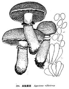 麻臉蘑菇