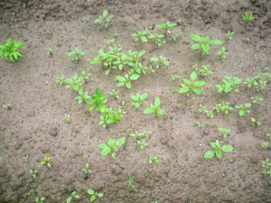 林地莧屬 林地莧屬