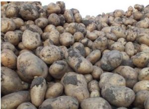 山寧15號 山寧15號