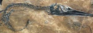 羅平大型生物化石群，包括像龍魚這樣的掠食動物的完整骨骼。
