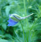 粗壯角萼翠雀花