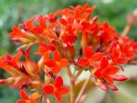 台灣鱔藤 台灣鱔藤