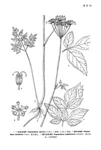 寬葉羊角芹 寬葉羊角芹