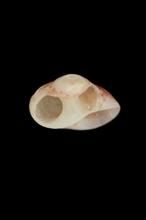 湯瑪氏蟲昌螺 湯瑪氏蟲昌螺