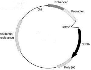kozak序列 kozak序列