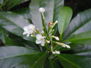 三葉蜜茱萸 三葉蜜茱萸