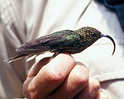 白尾尖鐮嘴蜂鳥 白尾尖鐮嘴蜂鳥