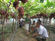 鳳橋鎮農技中心推廣葡萄設施栽培