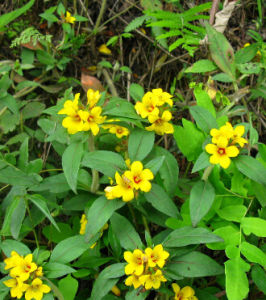 毛蕊草報春 毛蕊草報春