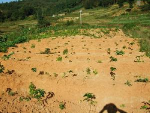 南泥壩自然村發展重點-新植咖啡