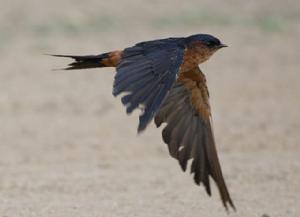 金腰燕斯里蘭卡亞種 金腰燕斯里蘭卡亞種