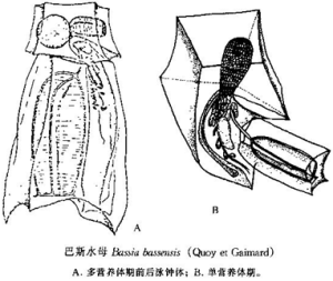 巴斯水母 巴斯水母