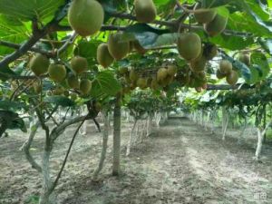 周至縣獼猴桃主題公園 周至縣獼猴桃主題公園