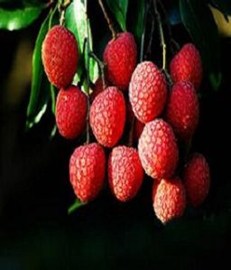 中國荔枝之鄉 中國荔枝之鄉