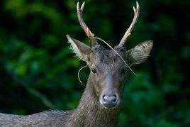 鬣鹿弗洛雷斯島亞種 鬣鹿弗洛雷斯島亞種