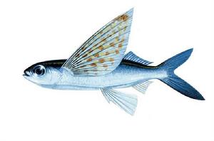 飛魚[銀漢魚目飛魚科生物]