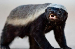 太攀蛇的天敵蜜獾