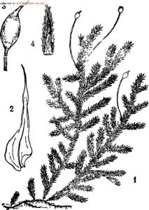 刺疣蘚屬 刺疣蘚屬
