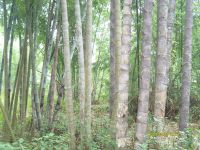 上汪塘自然村 上汪塘自然村