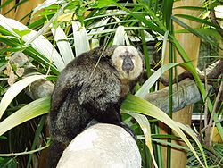 白面僧面猴 白面僧面猴