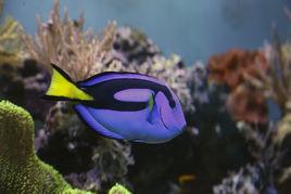 黃尾副刺尾魚 黃尾副刺尾魚