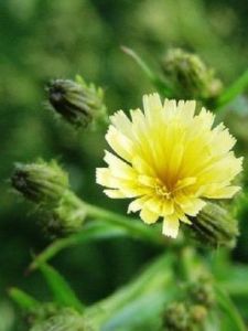 棕毛山柳菊 棕毛山柳菊