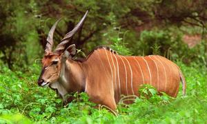德氏大林羚 德氏大林羚