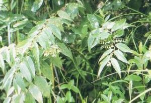 平臥白珠 平臥白珠