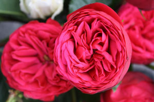 科麗吉爾 科麗吉爾