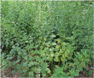 倒根野蘇 倒根野蘇