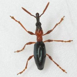 甘薯象甲 甘薯象甲