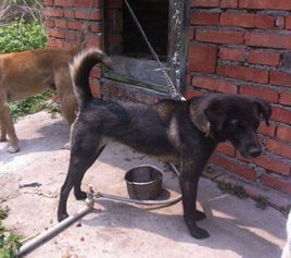 涼山獵犬 涼山獵犬