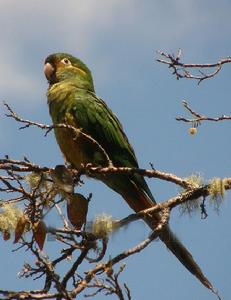 金羽錐尾鸚鵡 金羽錐尾鸚鵡