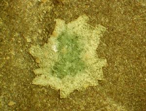 鉀砷鈾雲母 鉀砷鈾雲母