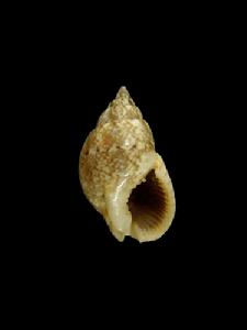 網紋織紋螺 網紋織紋螺