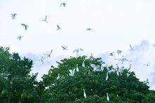 田心村 鷺鳥天堂