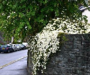 毛茛科、繡球藤——萍水攝於雅家梗