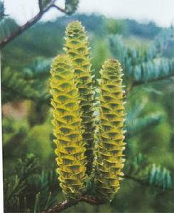 南寧樹木園 南寧樹木園