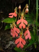 狹穗玉鳳花 狹穗玉鳳花