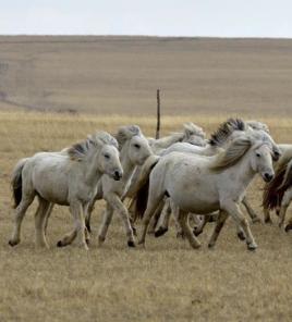 烏珠穆沁白馬 烏珠穆沁白馬