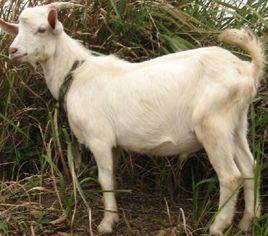 安徽白山羊 安徽白山羊