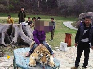 “虐虎拍照”事件視頻截屏