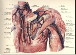 肩關節鏡下解剖圖