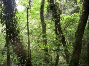 雷公山國家級森林公園 雷公山國家級森林公園
