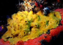 日本磯海綿 日本磯海綿