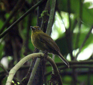 闊嘴霸鶲 闊嘴霸鶲