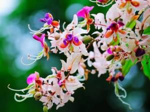 短萼儀花 短萼儀花