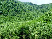 中泰鄉苦竹種質資源