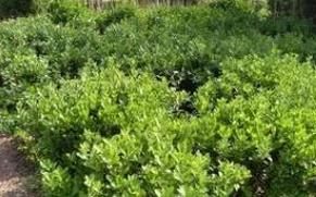 印度早熟禾 印度早熟禾