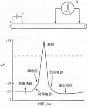 測單一神經纖維靜息和動作電位的實驗模式圖